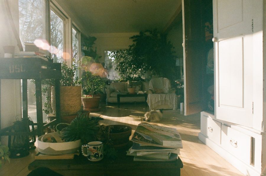 A bright and comfortable home with indoor plants