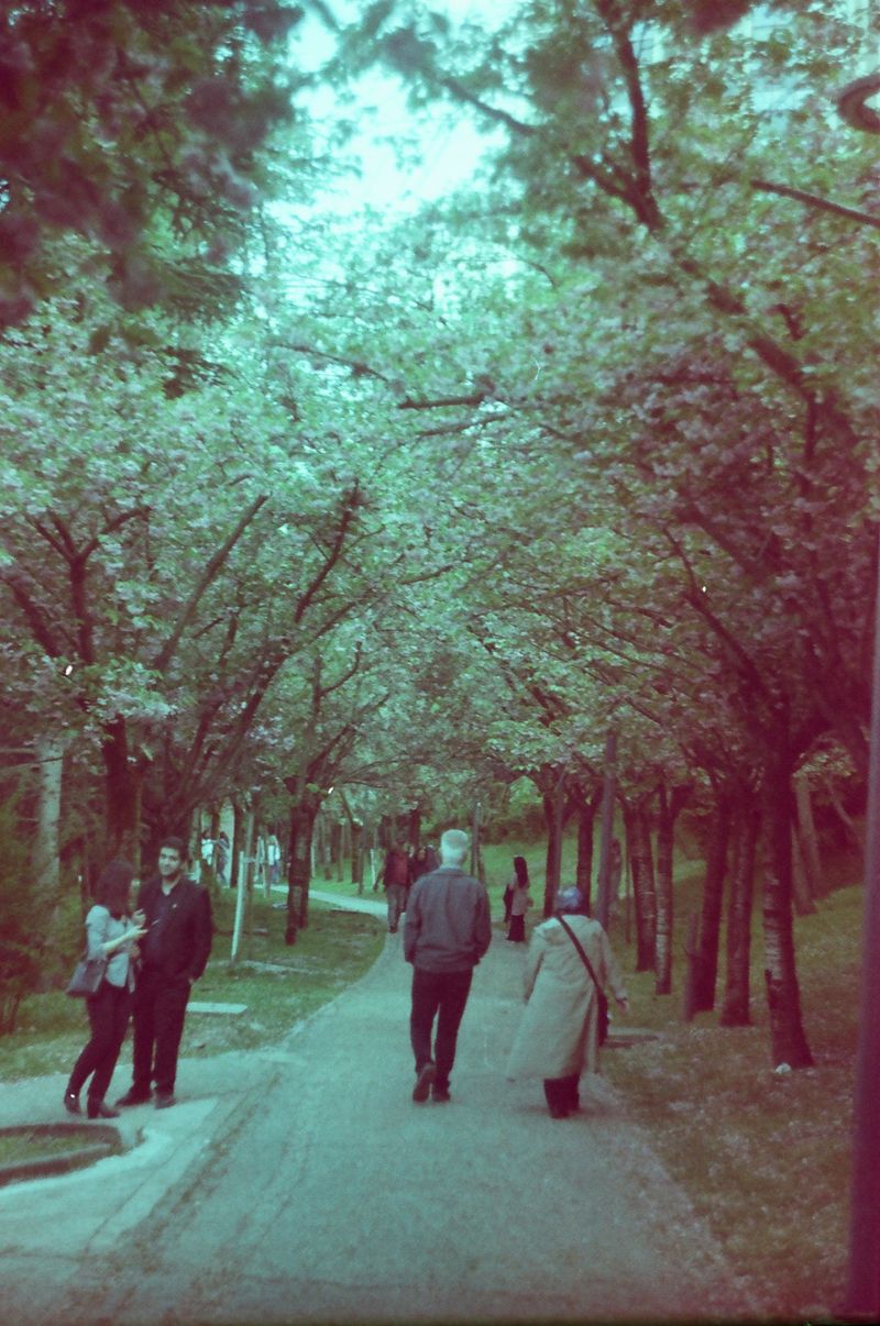 People walking a blossom-lined park path